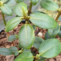 Rhododendron cinnabarium xanthocodon